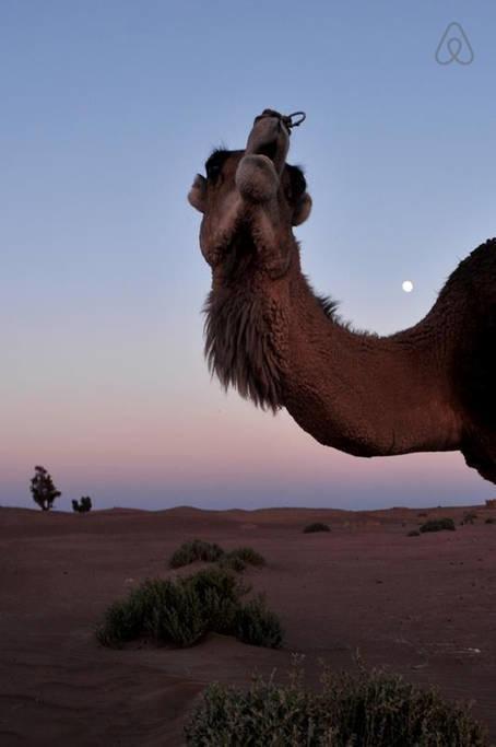 Riad De Reve Zagora Luaran gambar